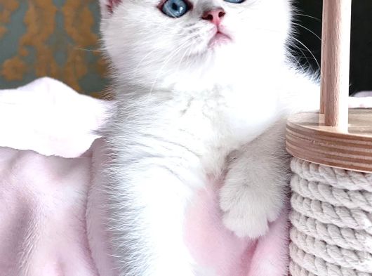 Dünya Güzeli Silver British Shorthair Ns1133 görsel