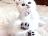 Dünya Güzeli Silver British Shorthair ns1133