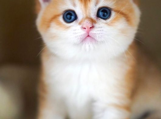 Altın Parlaklığında Golden British Shorthair