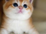 Altın Parlaklığında Golden British Shorthair