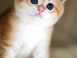 Altın Parlaklığında Golden British Shorthair