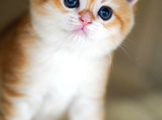 Altın Parlaklığında Golden British Shorthair görsel