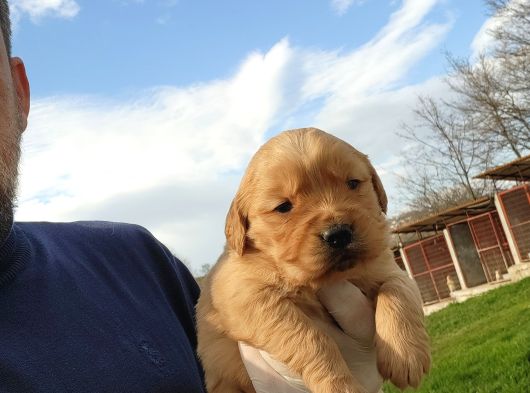 Dişi Erkek Golden Retriver Yavrularımız