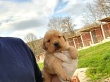 Dişi Erkek Golden Retriver Yavrularımız