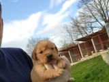 Dişi Erkek Golden Retriver Yavrularımız