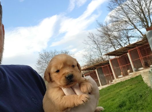 Dişi Erkek Golden Retriver Yavrularımız görsel