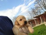 Dişi Erkek Golden Retriver Yavrularımız