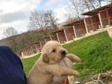 Dişi Erkek Golden Retriver Yavrularımız