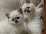 British Shorthair Blue Point 2 Dişi Yavrumuz