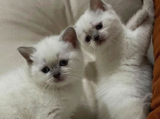 British Shorthair Blue Point 2 Dişi Yavrumuz görsel