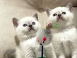 British shorthair blue Point 2 dişi yavrumuz
