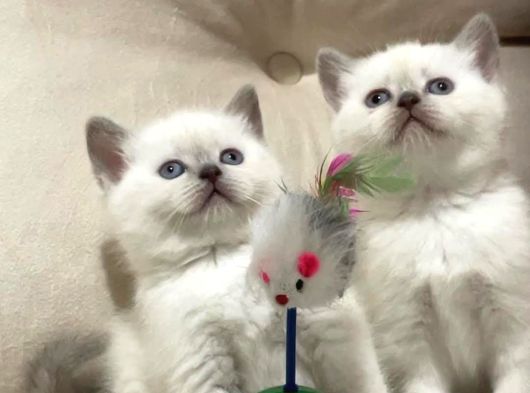 British Shorthair Blue Point 2 Dişi Yavrumuz