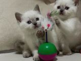 British Shorthair Blue Point 2 Dişi Yavrumuz