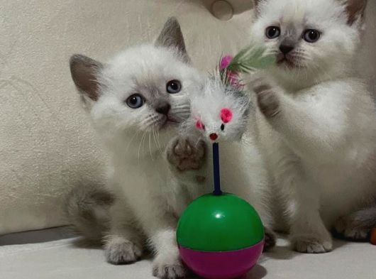 British Shorthair Blue Point 2 Dişi Yavrumuz görsel