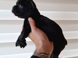Mükemmel French Buldog Bebekler