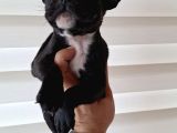 Mükemmel French Buldog Bebekler