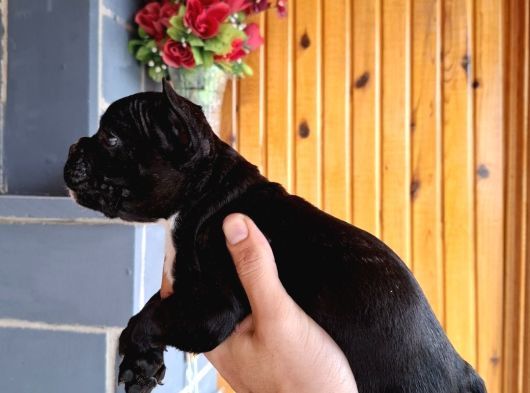 Mükemmel French Buldog Bebekler görsel