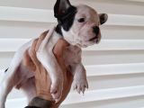 Mükemmel French Buldog Bebekler