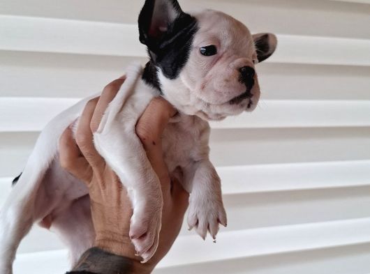 Mükemmel French Buldog Bebekler görsel