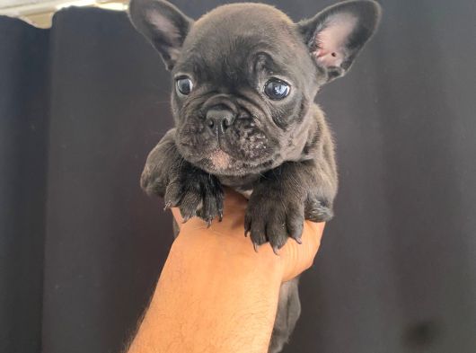 En İyi̇leri̇nden Exoti̇c Merle French Bebekler görsel