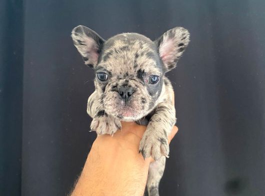 En İyi̇leri̇nden Exoti̇c Merle French Bebekler görsel