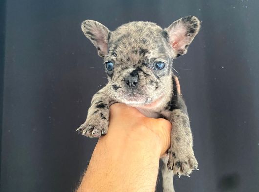 En İyi̇leri̇nden Exoti̇c Merle French Bebekler görsel
