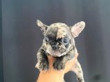 EN İYİLERİNDEN EXOTİC MERLE FRENCH BEBEKLER