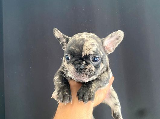 En İyi̇leri̇nden Exoti̇c Merle French Bebekler