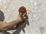 Renk Renk Toy Poodle Yavrular