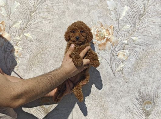 Renk Renk Toy Poodle Yavrular görsel