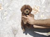 Renk Renk Toy Poodle Yavrular