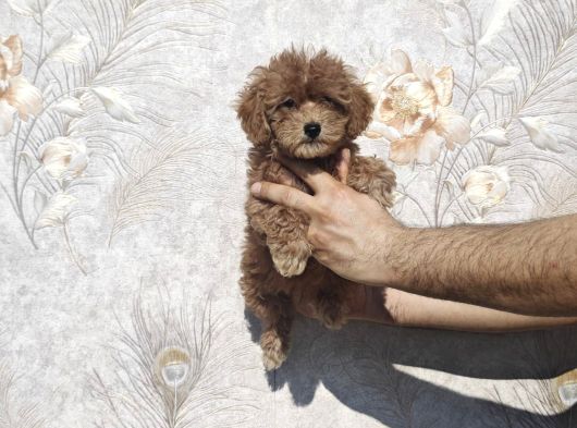 Renk Renk Toy Poodle Yavrular görsel
