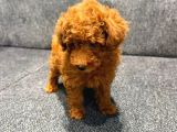 Kore Kan Poodle Kg Garantili