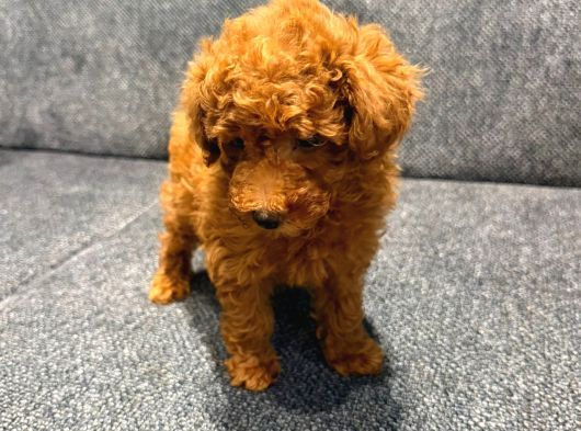 Kore Kan Poodle Kg Garantili görsel