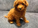Kore Kan Poodle Kg Garantili