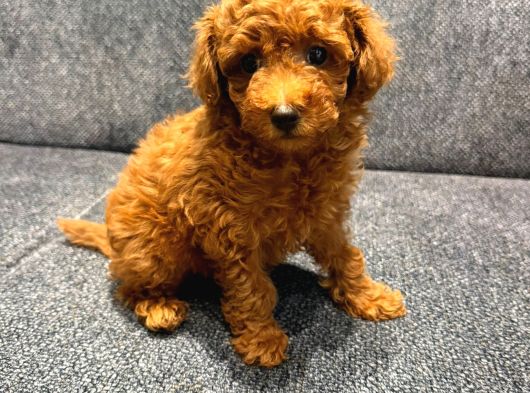Kore Kan Poodle Kg Garantili görsel