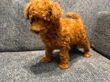 Kore Kan Poodle Kg Garantili