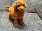 Kore Kan Poodle Kg Garantili