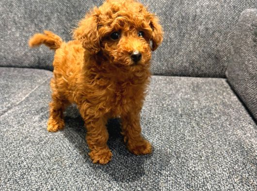 Kore Kan Poodle Kg Garantili