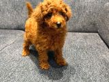 Kore Kan Poodle Kg Garantili