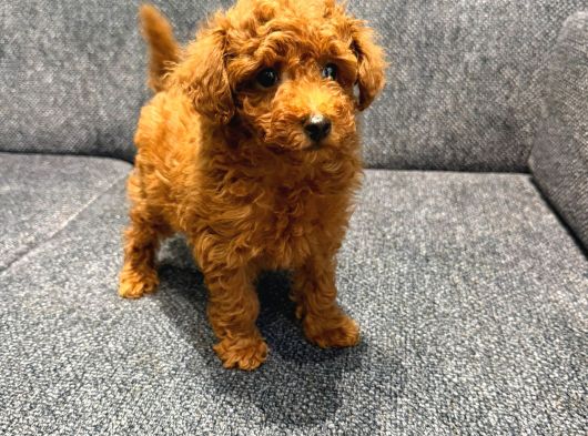 Kore Kan Poodle Kg Garantili görsel