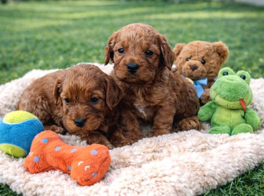 Gerçek Orji̇nal Anne Babadan Cavapoo Yavrular görsel