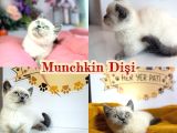 Özel Munchkin Yavrular Mikro Bacak