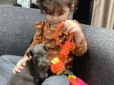 Blue Doberman Dişi