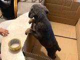 Blue Doberman Dişi