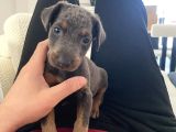 Blue doberman dişi