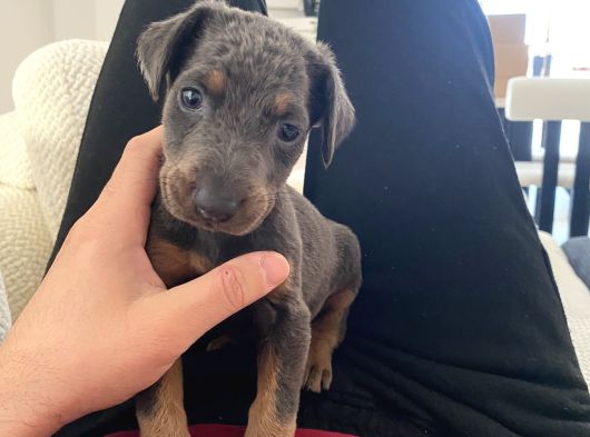 Blue Doberman Dişi
