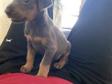Blue Doberman Dişi