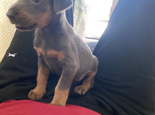Blue Doberman Dişi görsel