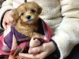 Uygun maltipoo yavrularımız